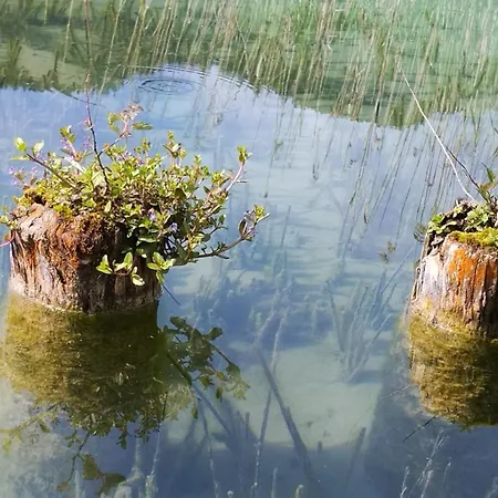 Appartement Haus Birke